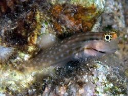 Red Sea combtooth blenny taken at Sharksbay with E300. by Nikki Van Veelen 